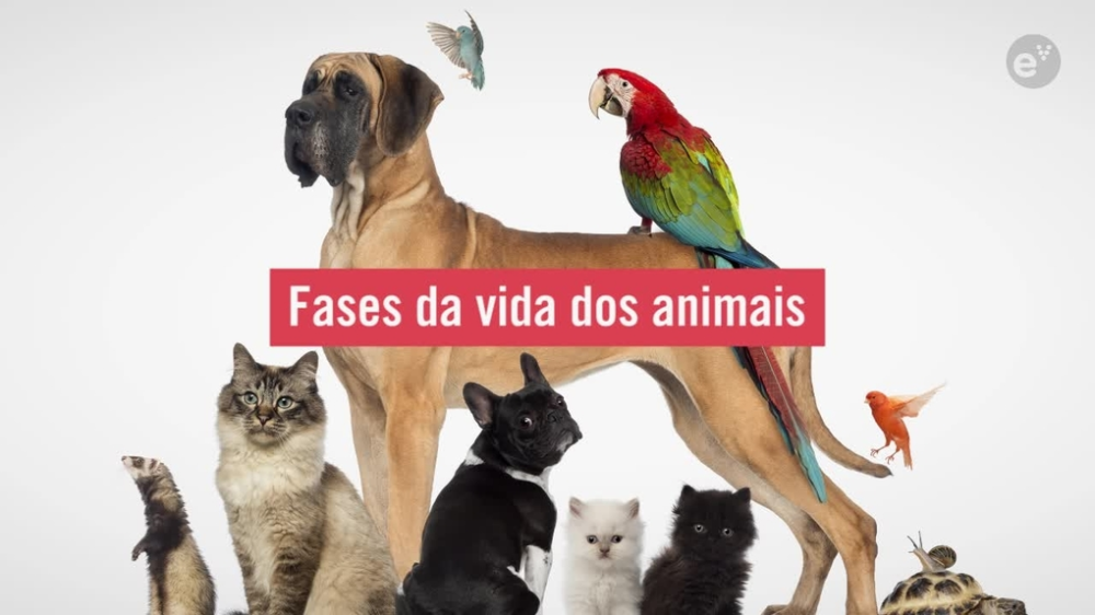 Fases da vida dos animais - Escola Virtual